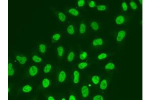 Immunofluorescence analysis of A549 cells using POLR2J antibody (ABIN5970942).