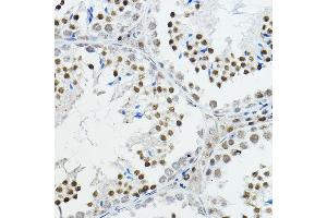 Immunohistochemistry of paraffin-embedded mouse testis using NCOR1 Rabbit pAb (ABIN6130574, ABIN6144420, ABIN6144421 and ABIN6222831) at dilution of 1:100 (40x lens). (NCOR1 antibody  (AA 1-200))