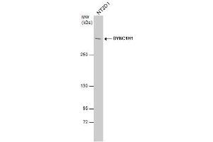 WB Image DYNC1H1 antibody detects DYNC1H1 protein by western blot analysis. (DYNC1H1 antibody)