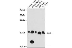 Western blot analysis of extracts of various cell lines using FXYD1 Polyclonal Antibody at dilution of 1:1000. (FXYD1 antibody)