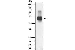 Western blot analysis of CD84 expression in Raji cell lysate.