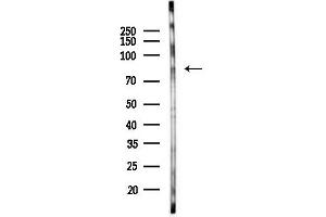 anti-Cadherin 8 (CDH8) (Internal Region) antibody