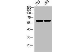 Western Blot analysis of NIH-3T3, 293 cells using Stra8 Polyclonal Antibody. (STRA8 antibody  (Internal Region))