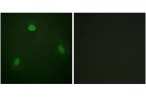 Immunofluorescence analysis of NIH-3T3 cells, using Pin1 (Ab-1619) Antibody. (PIN1 antibody  (AA 1-50))