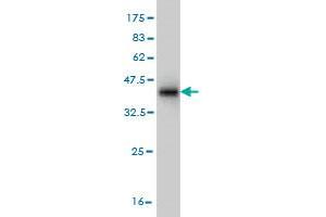 Western Blot detection against Immunogen (36. (SUMF2 antibody  (AA 26-125))