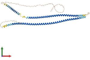 AlphaFold protein structure predicition of Mouse Recombinant Krt13 Protein, UniprotID P08730 (Cytokeratin 13 Protein (AA 1-437) (His tag))
