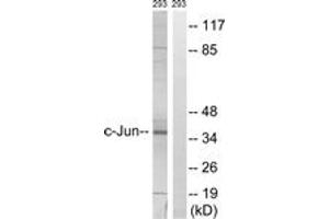 Western blot analysis of extracts from 293 cells, using c-Jun (Ab-63) Antibody. (C-JUN antibody  (AA 31-80))