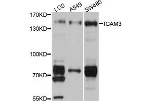 Western blot analysis of extracts of various cell lines, using ICAM3 antibody (ABIN5972101) at 1/1000 dilution. (ICAM-3/CD50 antibody)