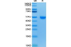 SDS-PAGE (SDS) image for Poliovirus Receptor-Related 2 (Herpesvirus Entry Mediator B) (PVRL2) (AA 32-360) protein (His-Avi Tag) (ABIN7275309)