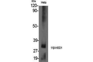 Western Blot (WB) analysis of specific cells using 11beta-HSD1 Polyclonal Antibody. (HSD11B1 antibody  (N-Term))