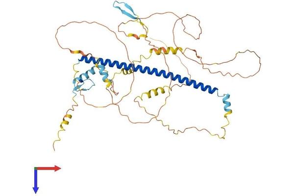 ATF2 Protein (AA 1-505) (His tag)