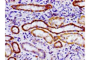 Immunohistochemistry of paraffin-embedded human kidney tissue using ABIN7164629 at dilution of 1:100