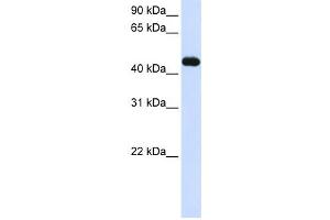 Western Blotting (WB) image for anti-Makorin Ring Finger Protein 2 (MKRN2) antibody (ABIN2458712) (MKRN2 antibody)
