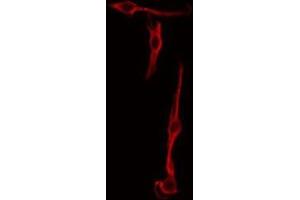 ABIN6275746 staining Hela by IF/ICC. (SPON2 antibody  (Internal Region))
