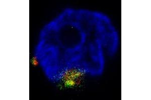 Immunofluorescence of Rabbit Anti-NGP Antibody. (Ngp antibody)