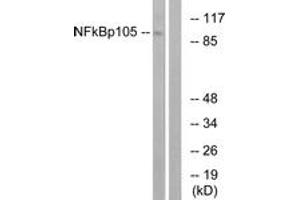 Western blot analysis of extracts from HeLa cells, treated with CA+TNF 20ng/ml 10', using NF-kappaB p105/p50 (Ab-932) Antibody. (NFKB1 antibody  (AA 899-948))
