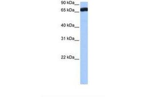 Image no. 1 for anti-Zinc Finger Protein 806 (ZNF806) (AA 447-496) antibody (ABIN6739475) (ZNF806 antibody  (AA 447-496))