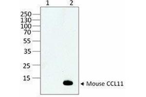 Western Blotting (WB) image for anti-Chemokine (C-C Motif) Ligand 11 (CCL11) antibody (ABIN7517588) (CCL11 antibody)