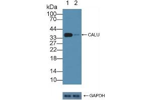 Western Blotting (WB) image for anti-Calumenin (CALU) (AA 20-315) antibody (ABIN7434203)