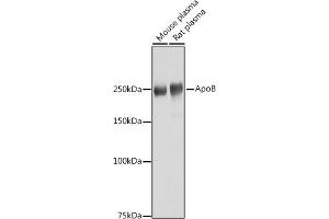 Western Blotting (WB) image for anti-Apolipoprotein B (APOB) (AA 28-330) antibody (ABIN5663872)