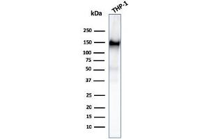 Western Blot Analysis of THP-1 cell lysate using CD31 Mouse Monoclonal Antibody (PECAM1/3527). (CD31 antibody  (AA 625-738))