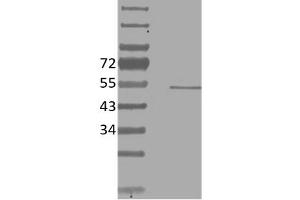 Image no. 1 for anti-V-Ets erythroblastosis Virus E26 Oncogene Homolog 1 (Avian) (ETS1) antibody (ABIN5067756) (ETS1 antibody)