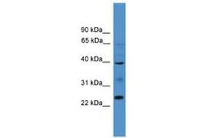Image no. 1 for anti-Butyrophilin-Like 8 (BTNL8) (AA 161-210) antibody (ABIN6745463) (BTNL8 antibody  (AA 161-210))