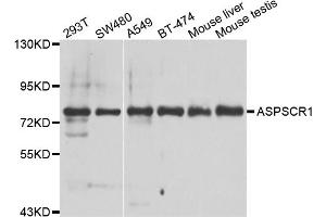Western blot analysis of extracts of various cell lines, using ASPSCR1 antibody (ABIN5975297) at 1/1000 dilution. (ASPSCR1 antibody)