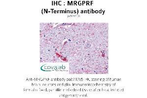 Image no. 1 for anti-MAS-Related GPR, Member F (Mrgprf) (Extracellular Domain), (N-Term) antibody (ABIN1737071)