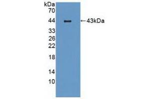 Western blot analysis of recombinant Mouse MIP3b. (CCL19 antibody  (AA 22-107))
