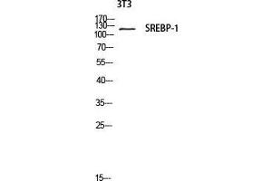 Western Blot (WB) analysis of 3T3 lysis using SREBP-1 antibody. (SREBF1 antibody  (Tyr1175))