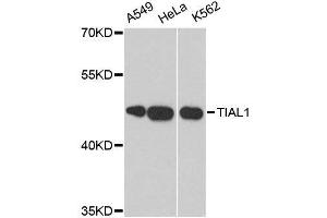 Western blot analysis of extracts of various cell lines, using TIAL1 antibody. (TIAL1 antibody  (AA 266-375))