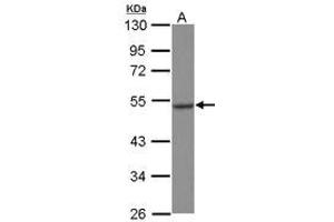 Image no. 1 for anti-Heat Shock Protein 70kDa Family, Member 13 (HSPA13) (AA 204-423) antibody (ABIN1498740) (HSPA13 antibody  (AA 204-423))