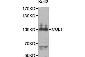 Western blot analysis of extracts of K-562 cells, using CUL1 antibody (ABIN5971163) at 1/1000 dilution. (Cullin 1 antibody)