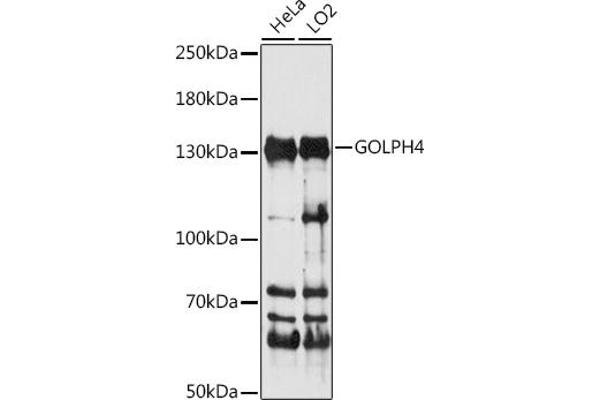 Golgi Integral Membrane Protein 4 (GOLIM4) (AA 34-300) antibody