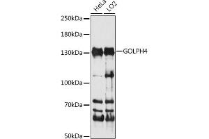 Western blot analysis of extracts of various cell lines, using GOLPH4 antibody (ABIN7267489) at 1:1000 dilution. (Golgi Integral Membrane Protein 4 (GOLIM4) (AA 34-300) antibody)