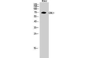 Western Blot (WB) analysis of K562 cells using GNL1 Polyclonal Antibody. (GNL1 antibody  (N-Term))