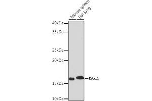 Western blot analysis of extracts of various cell lines, using ISG15 Rabbit mAb (ABIN7268023) at 1:1000 dilution. (ISG15 antibody)