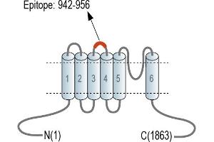 Representative domain view of the target of ABIN7582084.