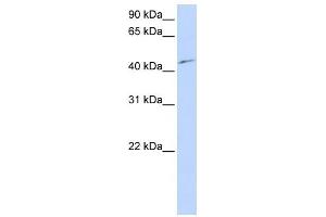 Western Blot showing PCTK3 antibody used at a concentration of 1-2 ug/ml to detect its target protein. (CDK18 antibody  (N-Term))