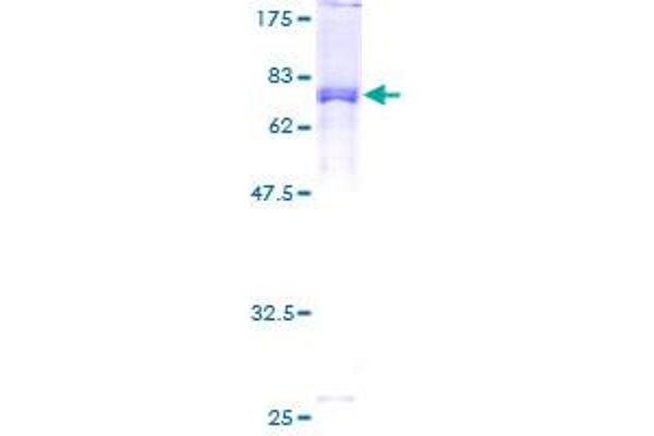 STK24 Protein (AA 1-431) (GST tag)