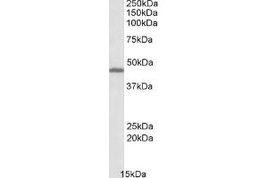 ABIN571066 (0. (GPR17 antibody  (C-Term))
