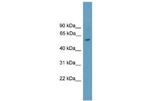 WB Suggested Anti-Rorc Antibody Titration:  1 ug/ml  Positive Control:  Mouse Heart lysate