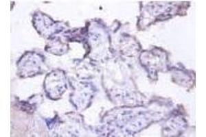 Immunohistochemistry analysis of Lactadherin Antibody using paraffin-embeded human placenta at a dilution of 1/00.