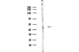 anti-G Protein-Coupled Receptor 85 (GPR85) (Internal Region) antibody