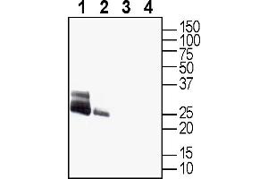 Western blot analysis of rat brain membranes (lanes 1 and 3) and mouse brain membranes (lanes 2 and 4): 1, 2.