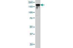 IQGAP2 monoclonal antibody (M01), clone 1B10 Western Blot analysis of IQGAP2 expression in HeLa . (IQGAP2 antibody  (AA 343-449))