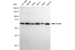 Western blotting analysis using Smad4 antibody (ABIN7800363).