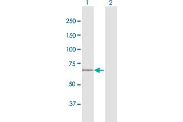 MAN1C1 antibody  (AA 1-630)