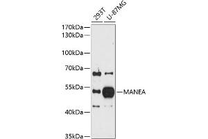 Western blot analysis of extracts of various cell lines, using MANEA antibody (ABIN6128266, ABIN6143458, ABIN6143459 and ABIN6214962) at 1:1000 dilution. (MANEA antibody  (AA 30-100))